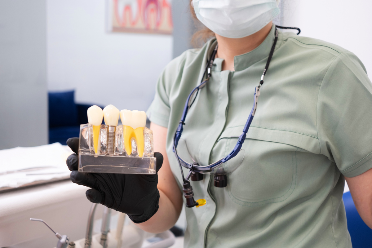 Dental professional displaying dental implant models showing tooth structure and placement options.